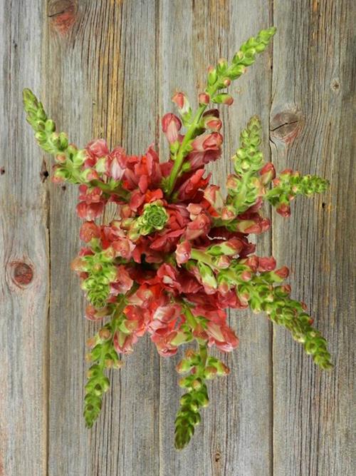 ORANGE SNAPDRAGONS